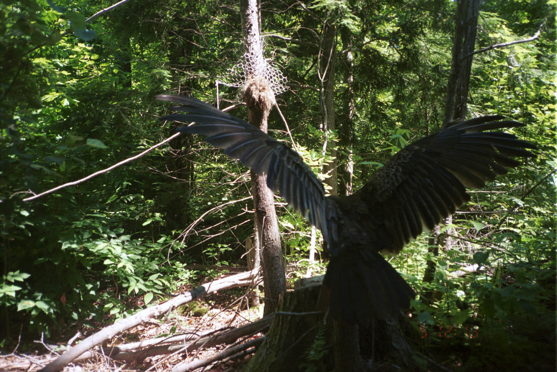 Image of Turkey Vulture