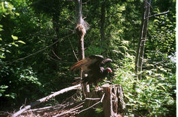 Image of Turkey Vulture