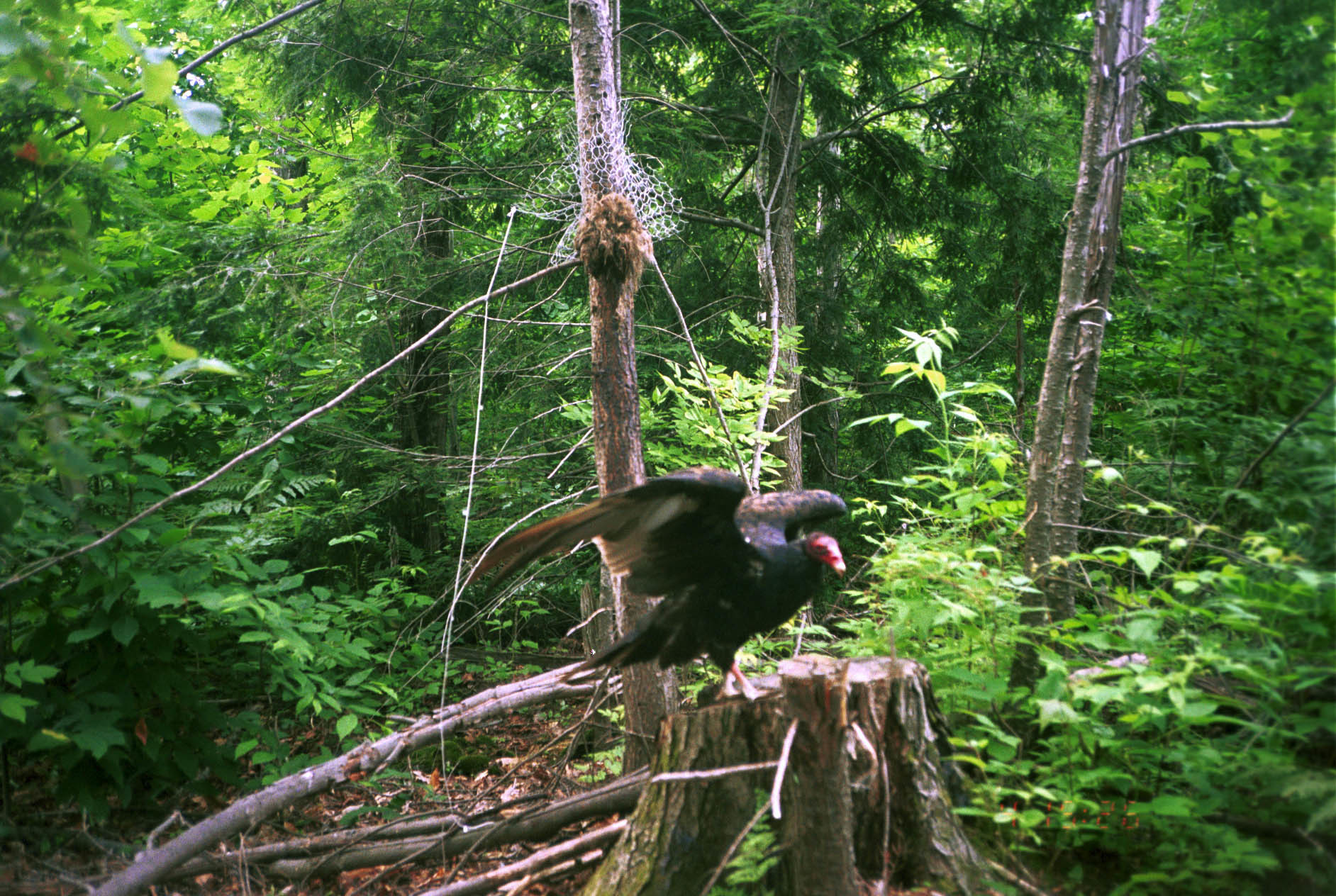 Image of Turkey Vulture