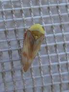 Image of Leafhopper