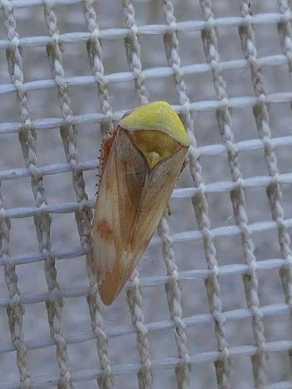 Image of Leafhopper