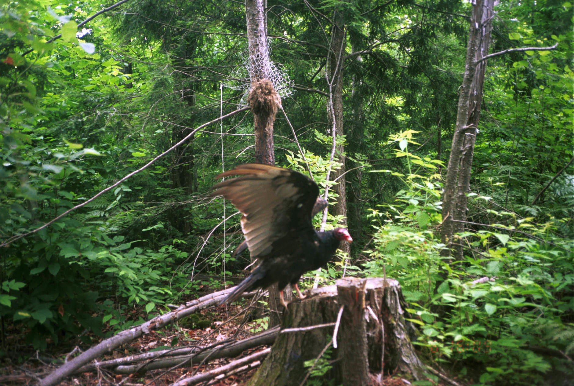 Image of Turkey Vulture