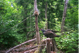 Image of Turkey Vulture