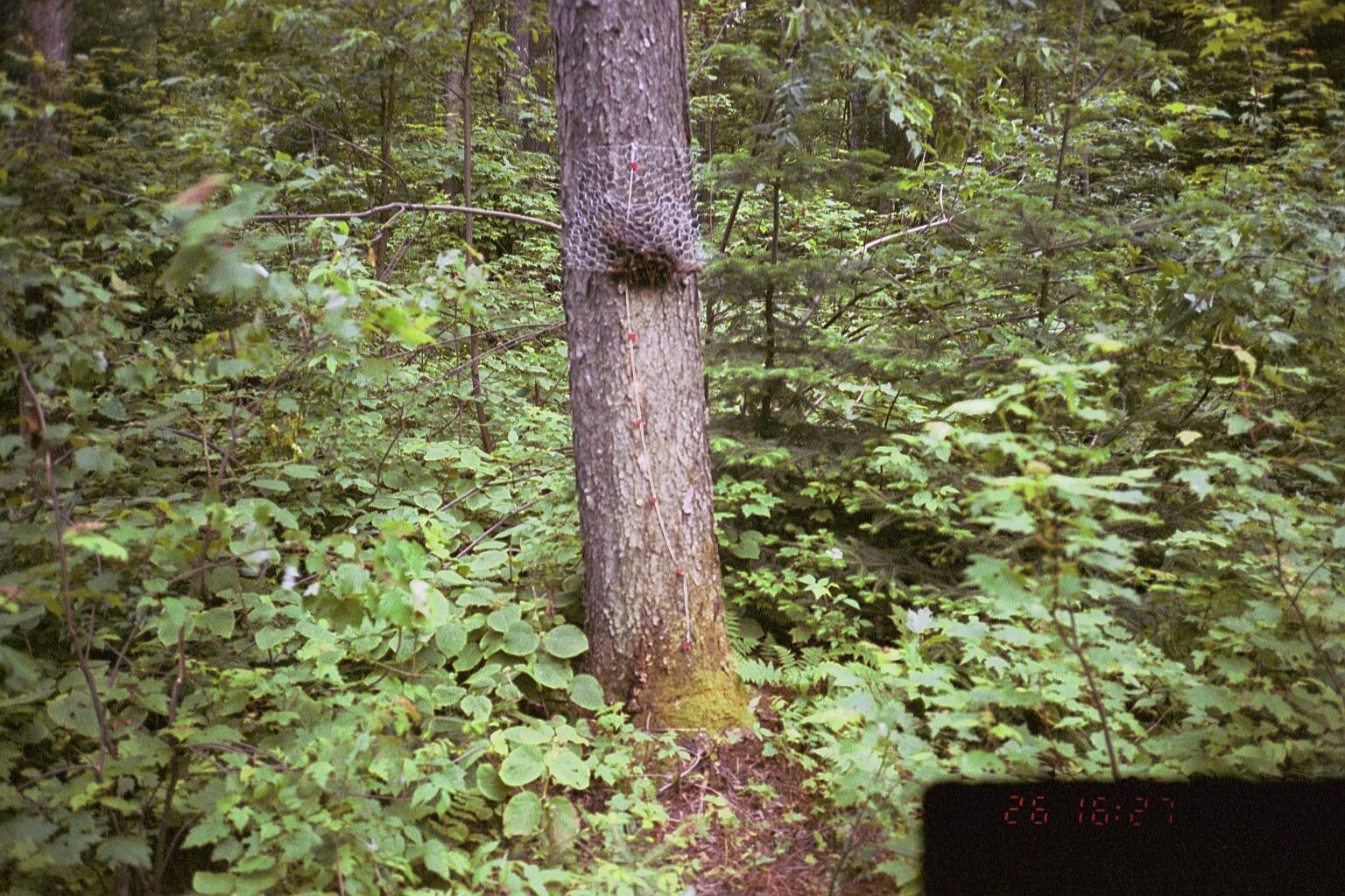 Image of Turkey Vulture