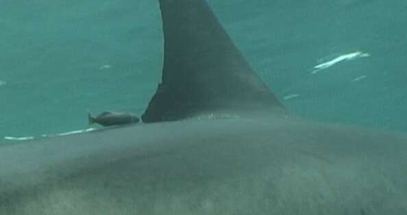 Image of Brown Remora