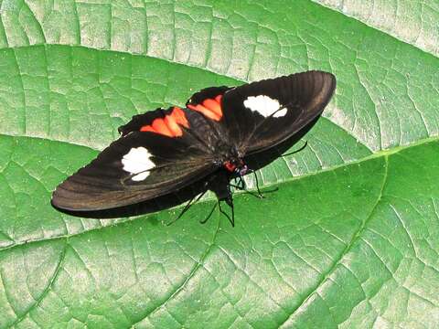 Parides sesostris (Cramer (1779)) resmi