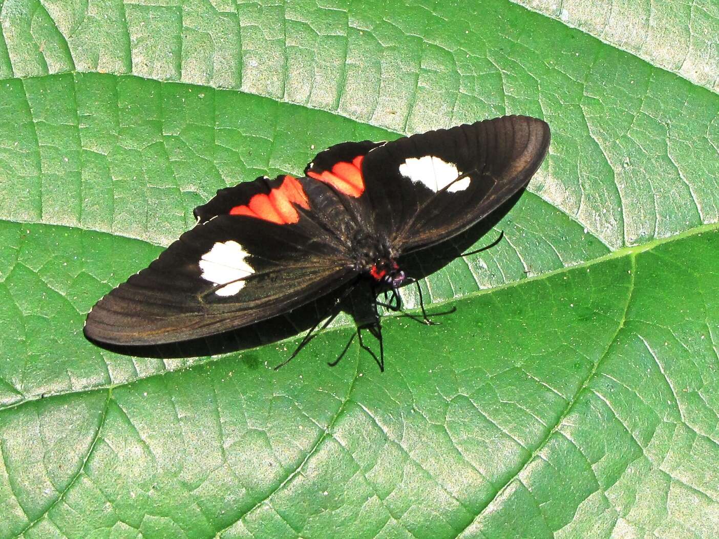 Parides sesostris (Cramer (1779)) resmi