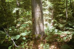 Image of Eastern American Chipmunk