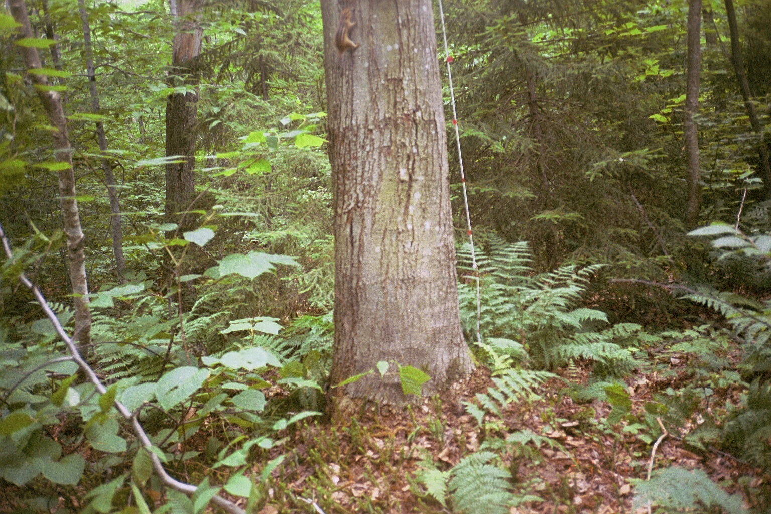 Image of Eastern American Chipmunk