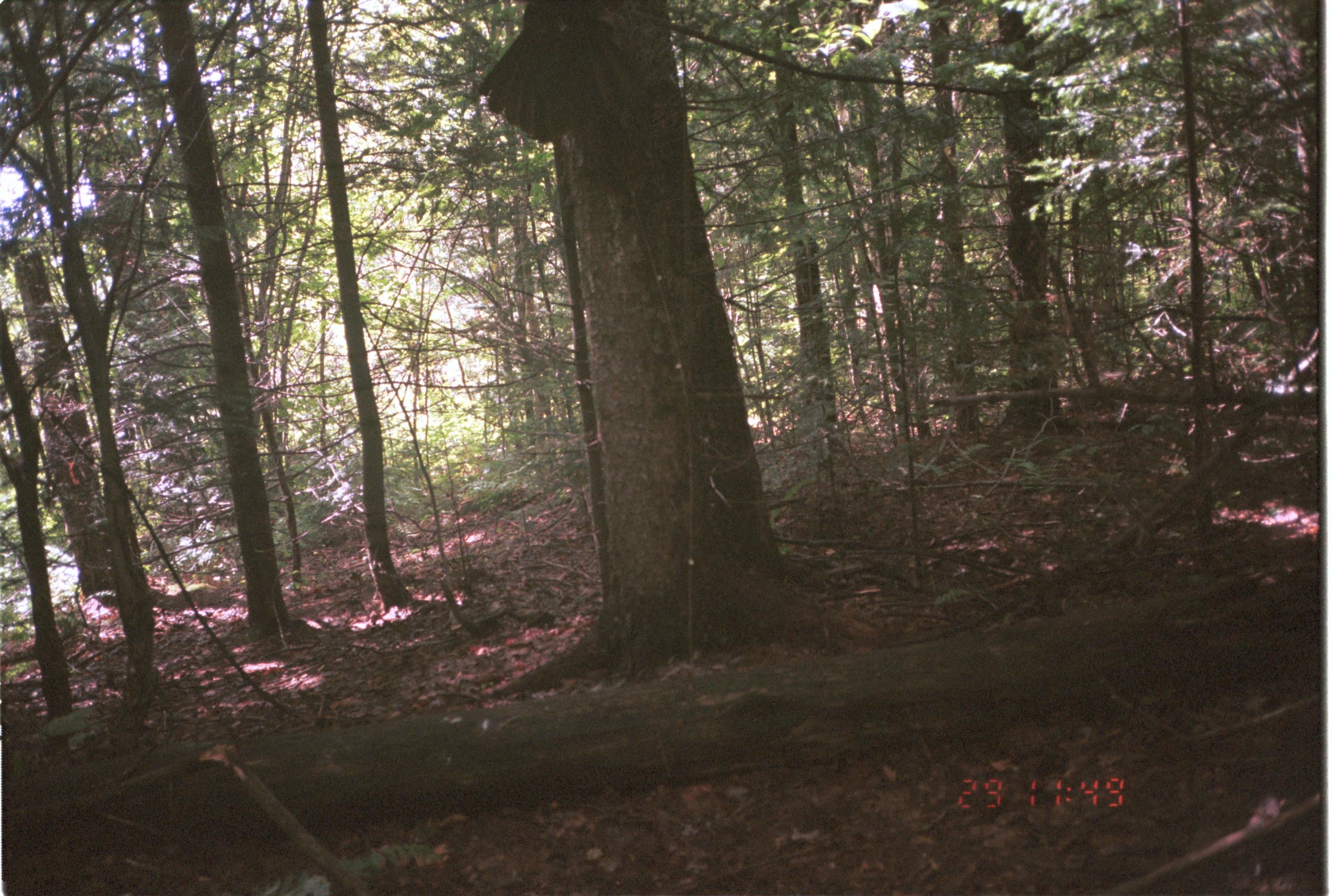 Image of Turkey Vulture