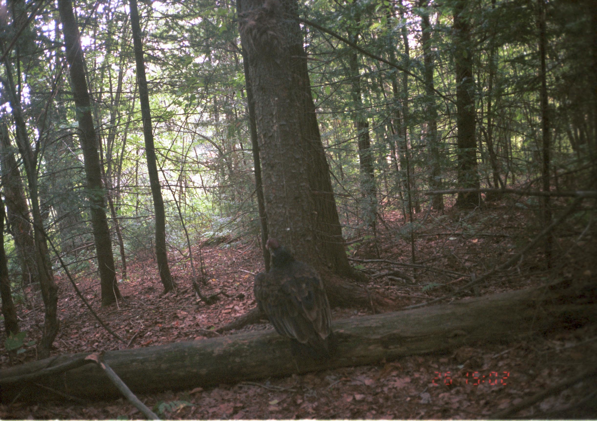 Image of Turkey Vulture