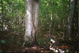 Image of Eastern American Chipmunk