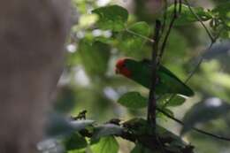 Image of Red-headed Lovebird