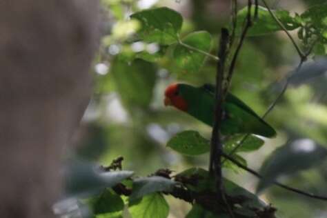 Image of Red-headed Lovebird