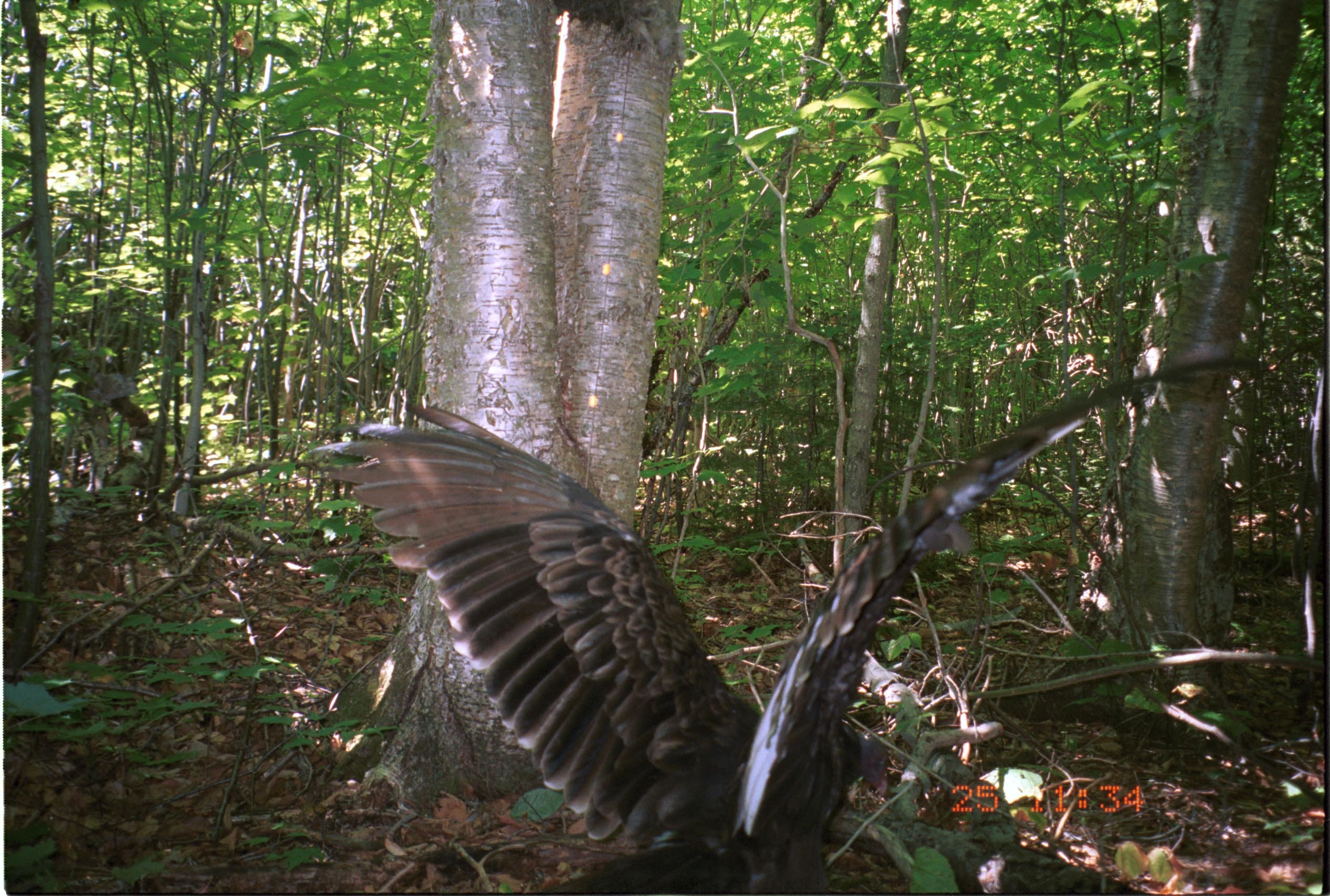 Image of Turkey Vulture