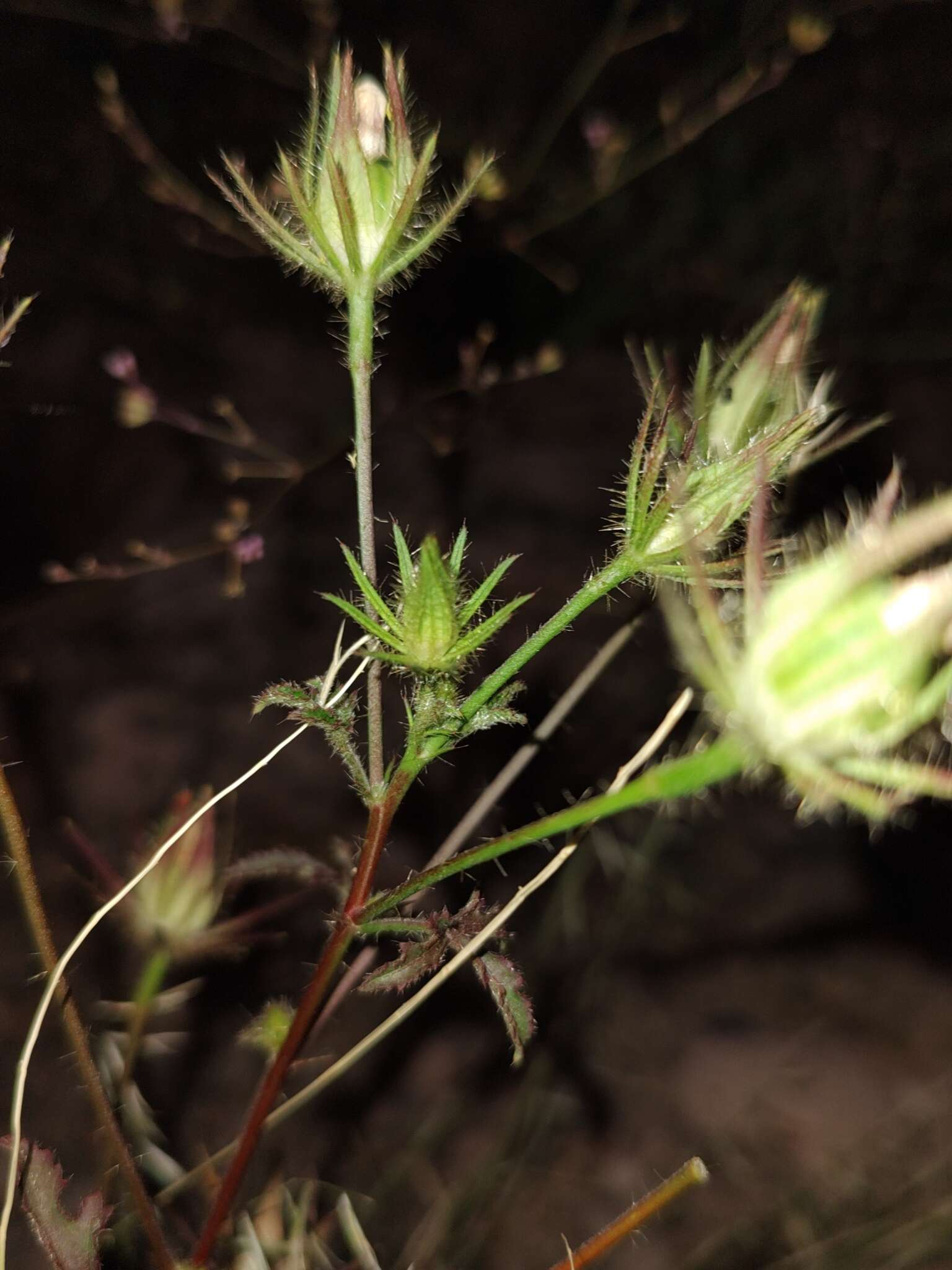 Image of Arizona rosemallow