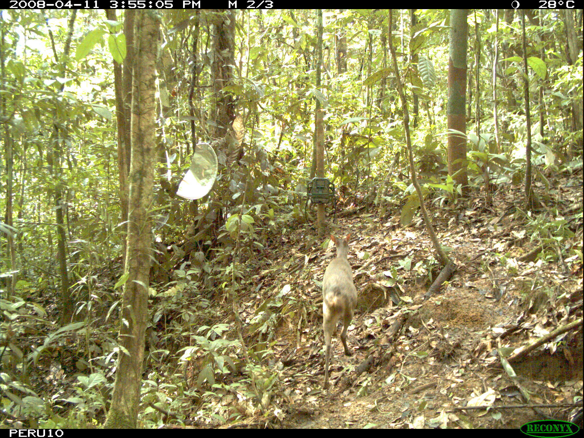 Imagem de Mazama gouazoubira (G. Fischer)