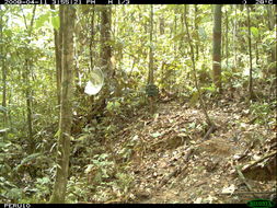 Image of South American Brown Brocket