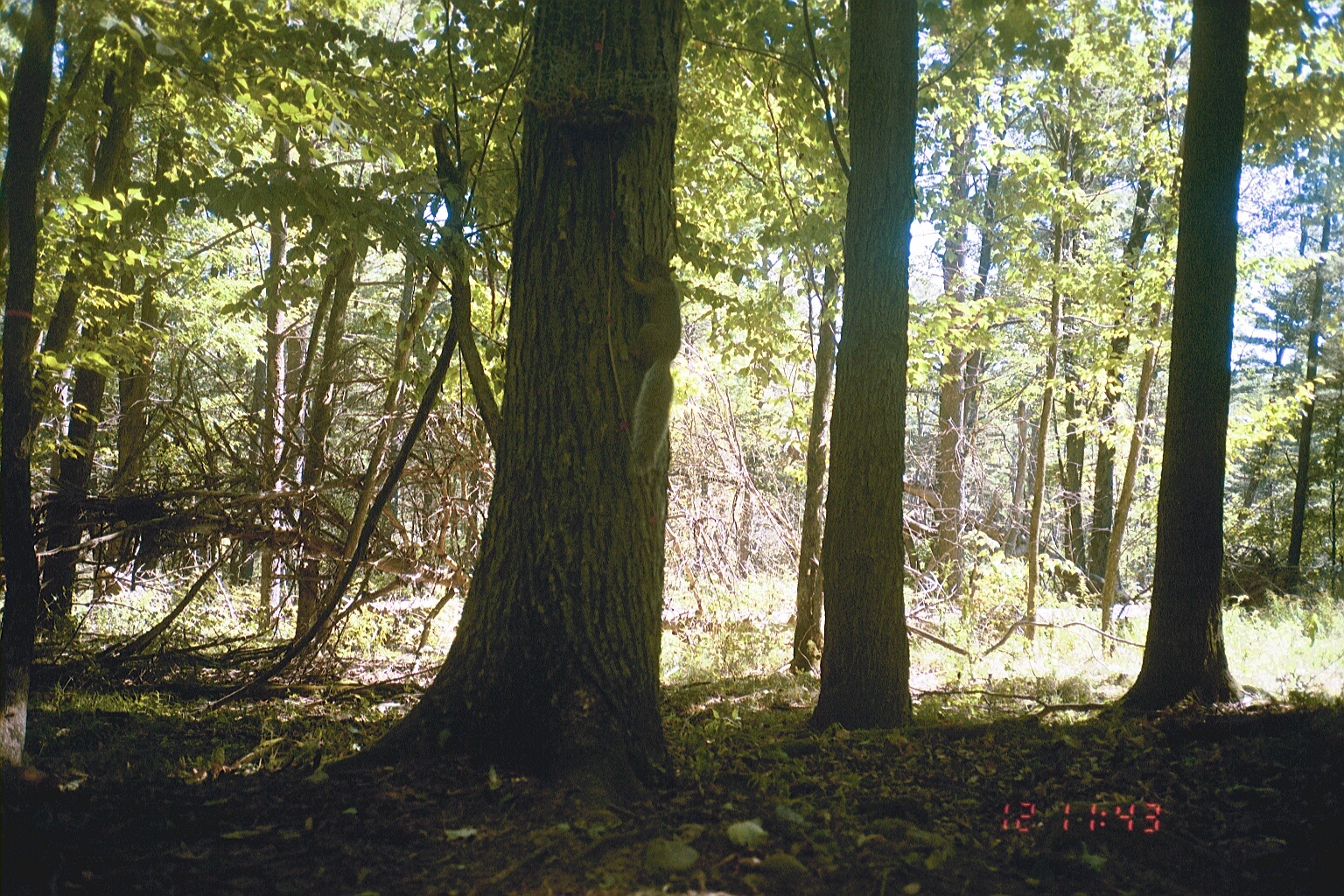 Image of eastern gray squirrel