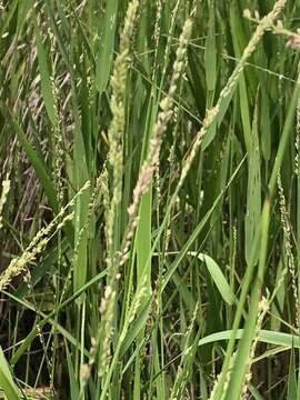 Plancia ëd Panicum hemitomon Schult.