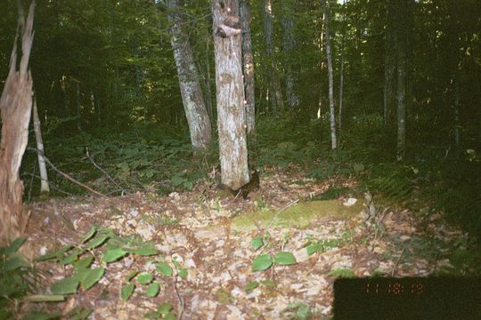 Image of snowshoe hare