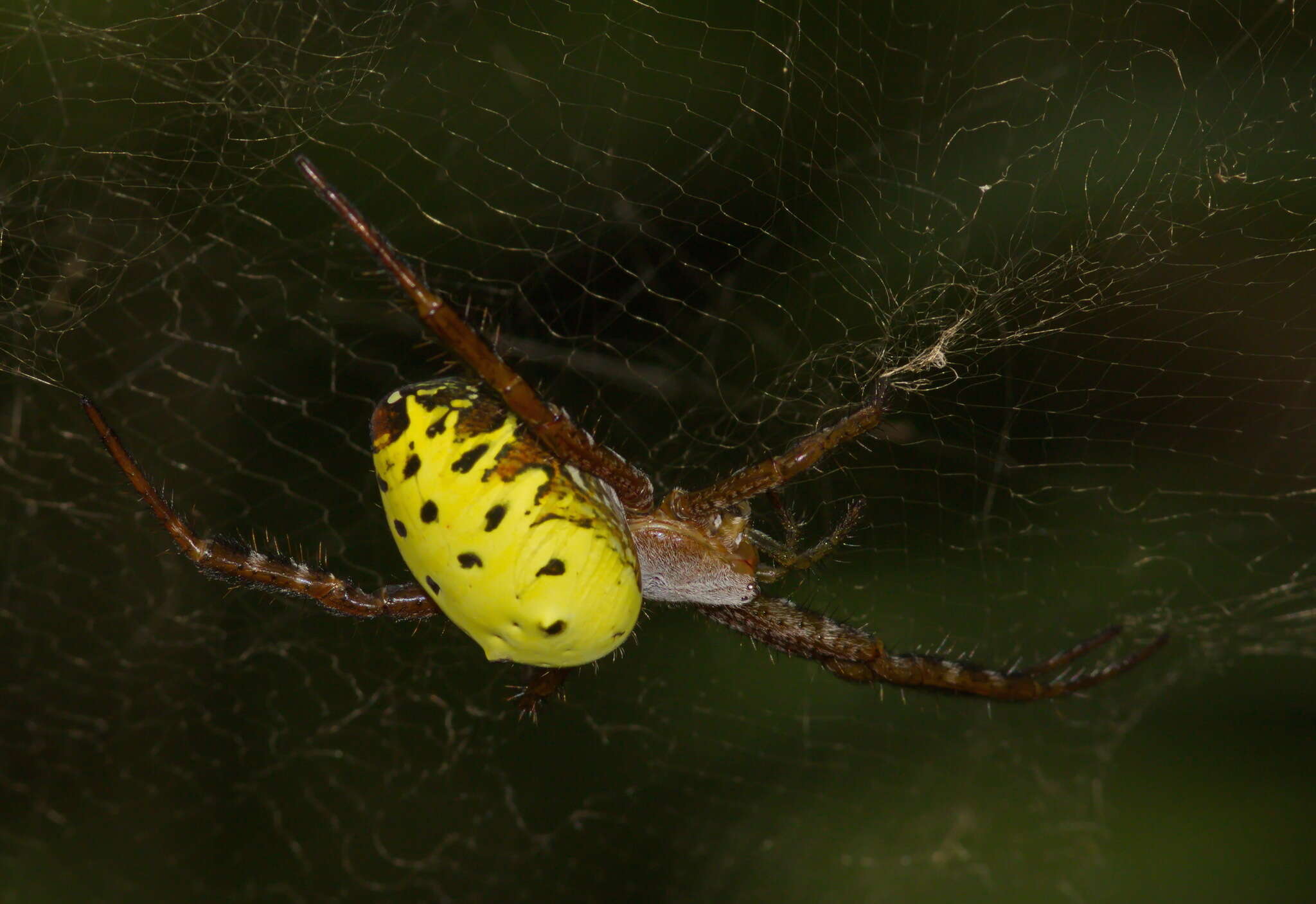 Imagem de Cyrtophora cylindroides (Walckenaer 1841)