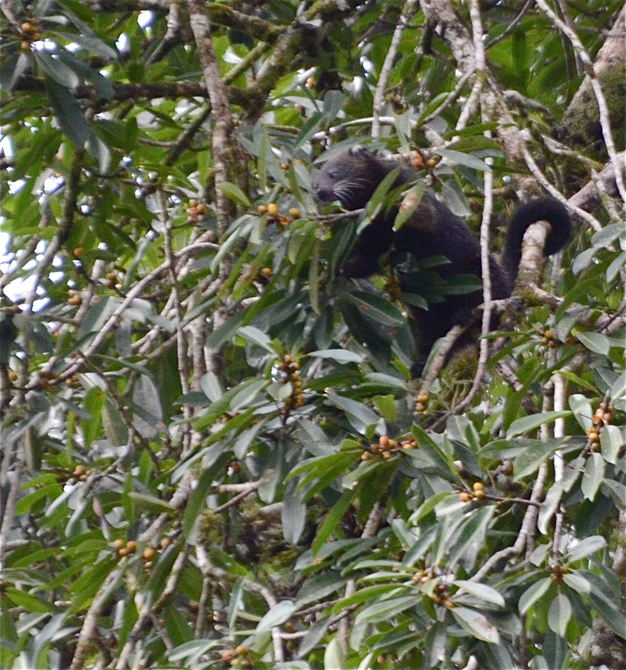 صورة Arctictis binturong binturong (Raffles 1821)