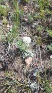 Image of Alyssum tenuifolium Stephan