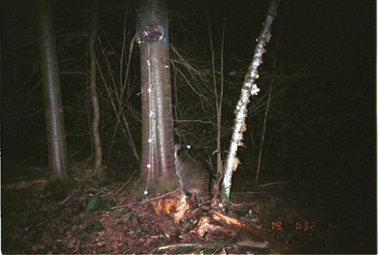 Image of Northern Raccoon