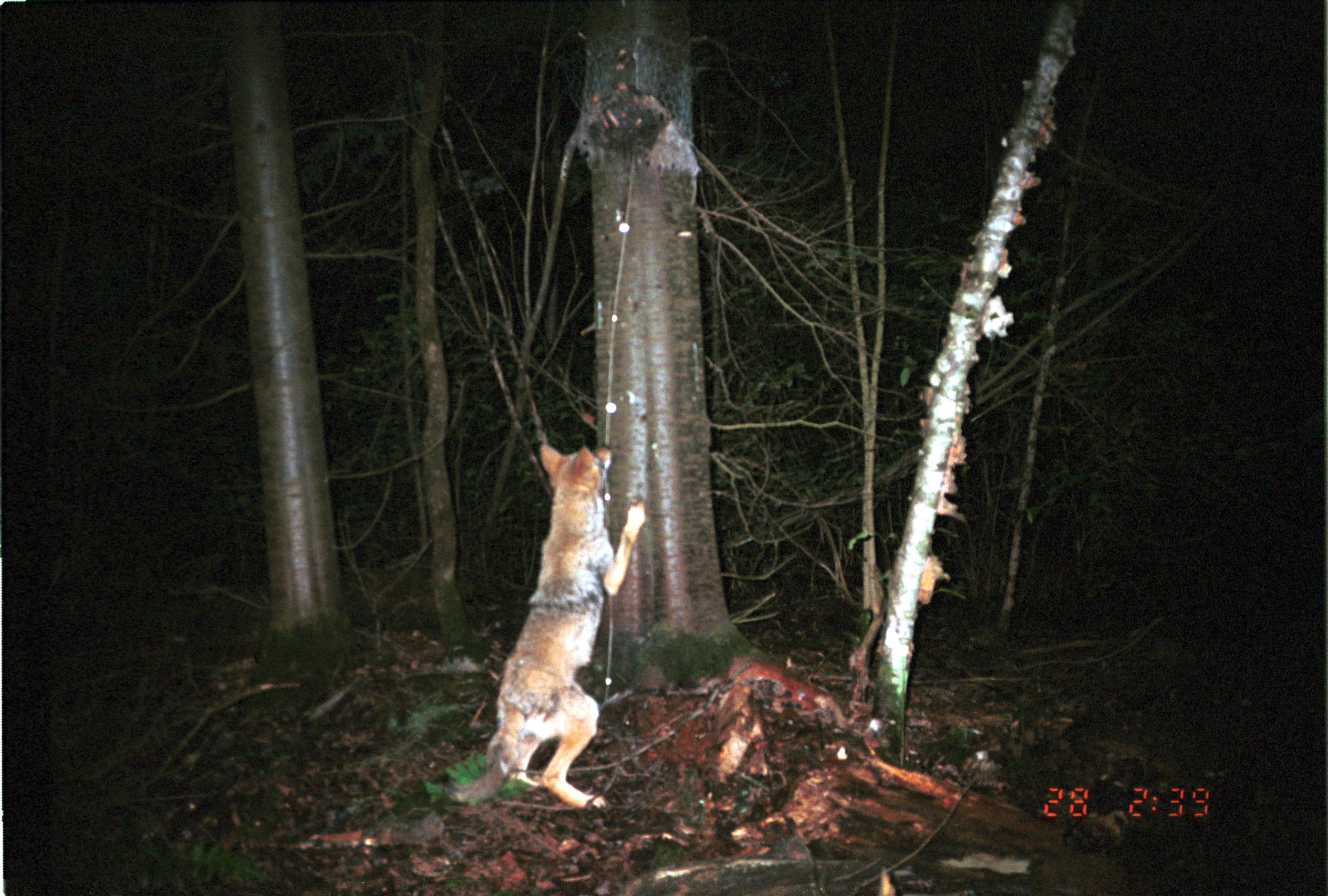 Image of American jackal