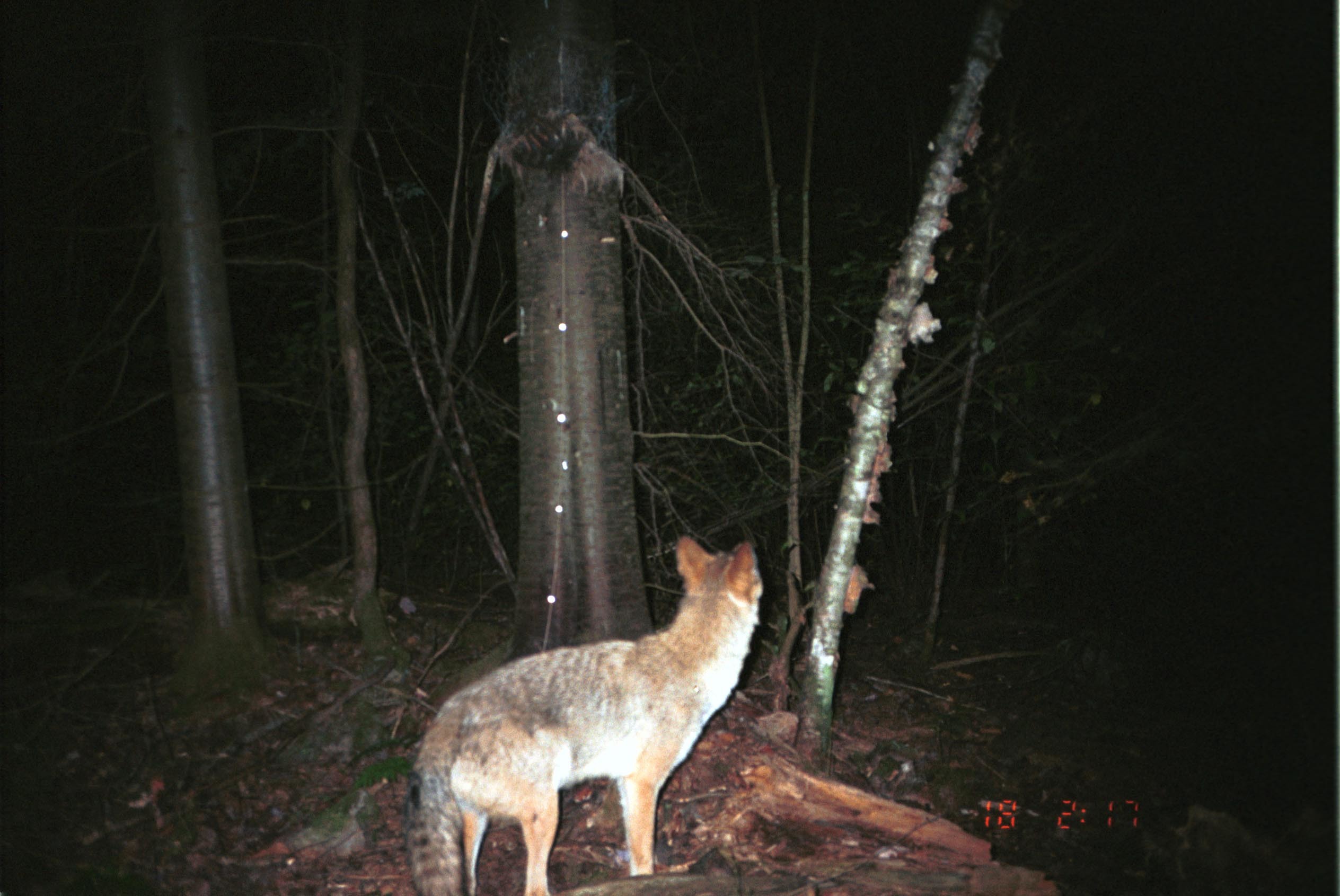 Image of American jackal