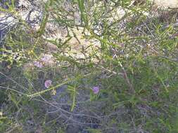 Image de Melaleuca crossota Craven & R. D. Edwards