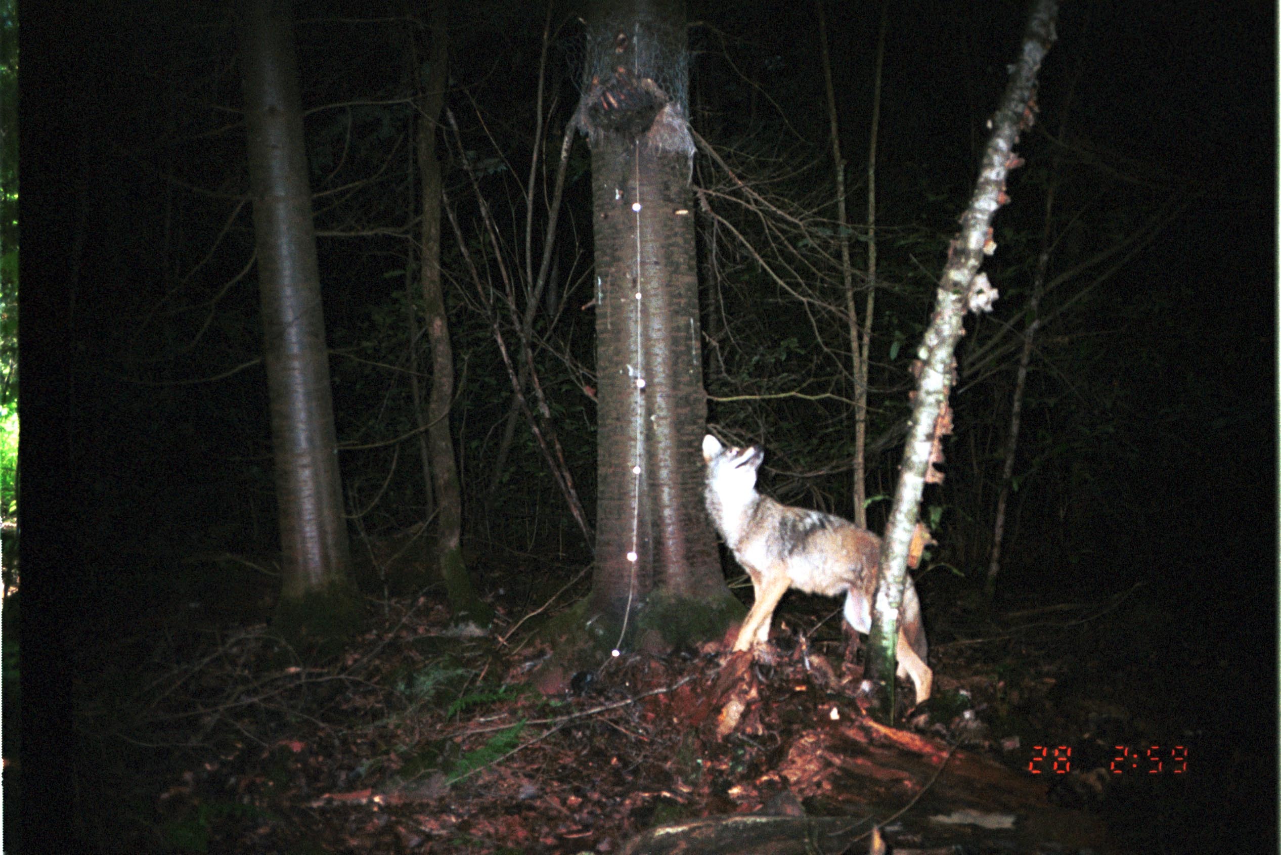 Image of American jackal