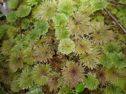 Image of Canalohypopterygium tamariscinum Kruijer 1995