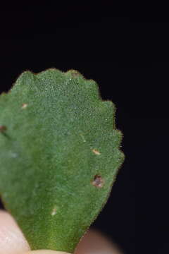 Image of Primula daonensis (Leybold) Leybold