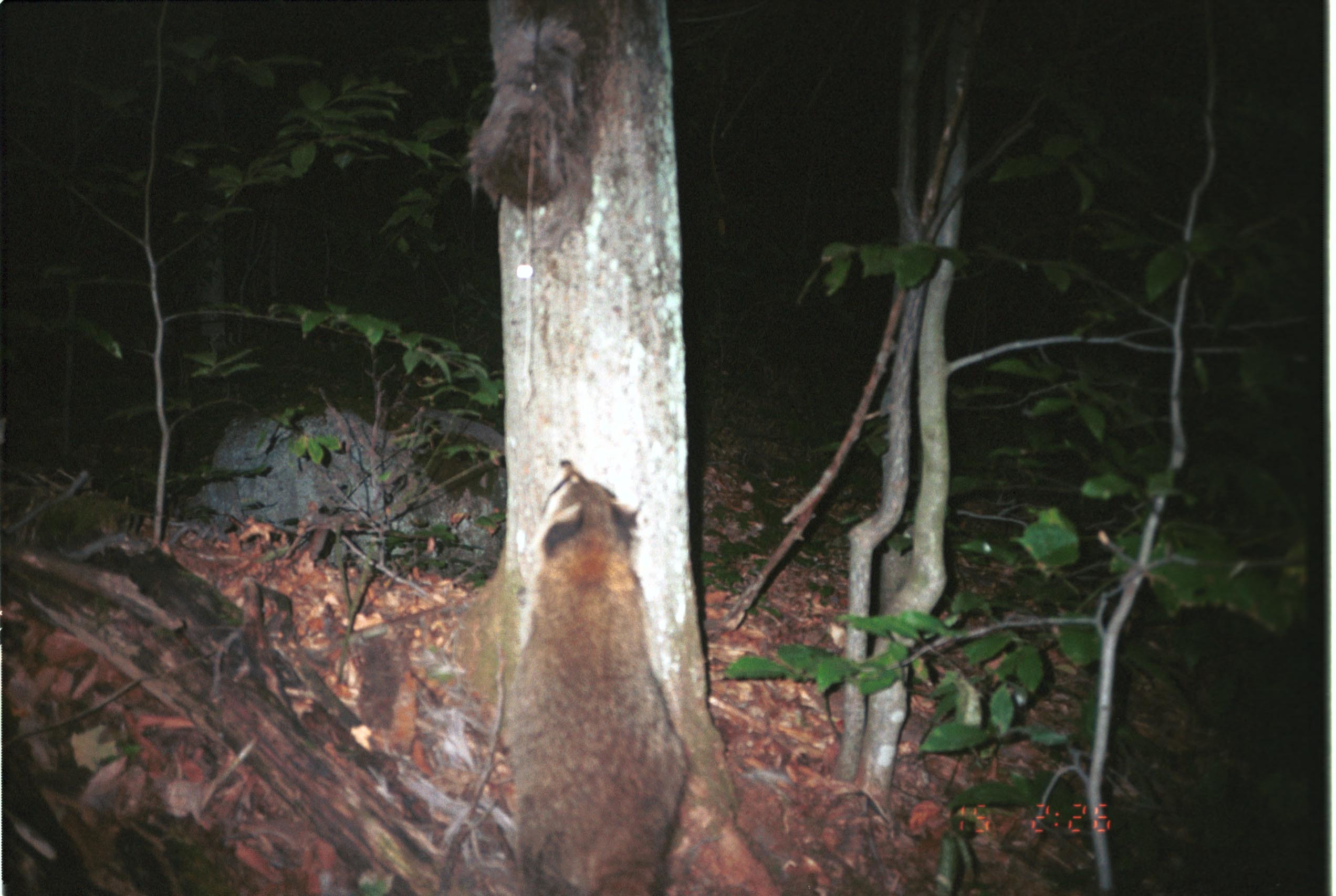 Image of Northern Raccoon