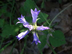 Imagem de Campanula lingulata Waldst. & Kit.