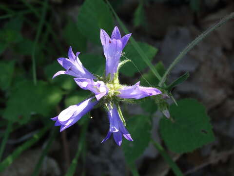 Campanula lingulata Waldst. & Kit. resmi