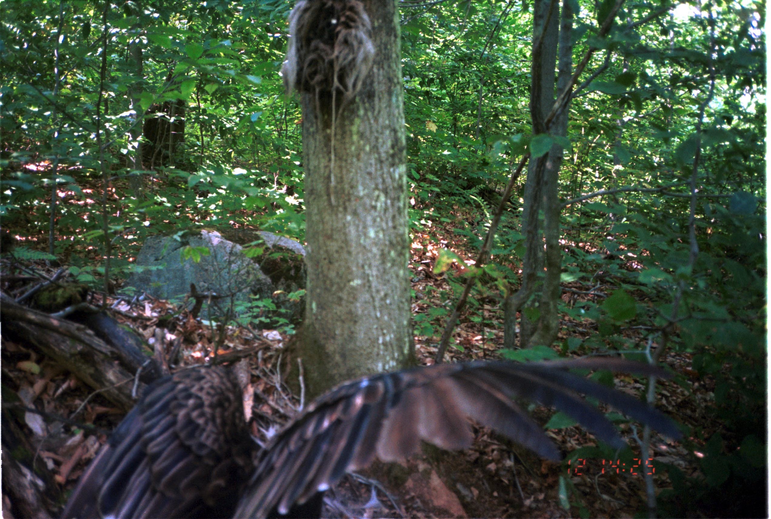 Image of Turkey Vulture