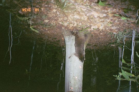 Image of Northern Raccoon