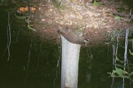 Image of Northern Raccoon