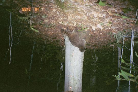 Image of Northern Raccoon