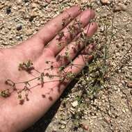 Image of spotted buckwheat