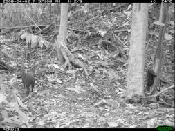 Image of Black Agouti