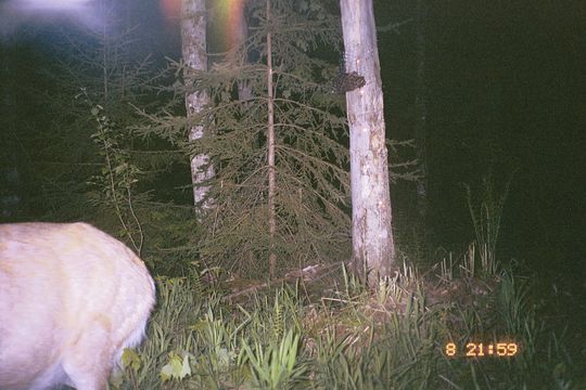 Image of White-tailed deer