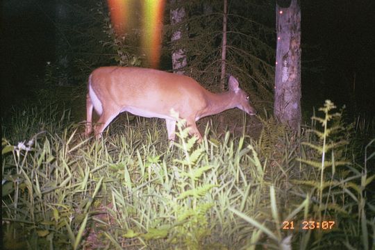 Image of White-tailed deer