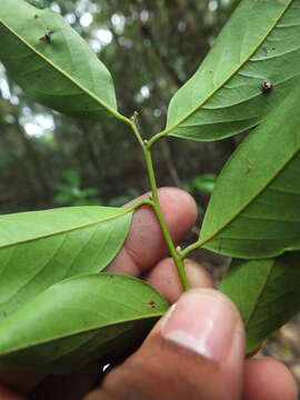 Sivun Diospyros ghatensis B. R. Ramesh & D. De Franceschi kuva