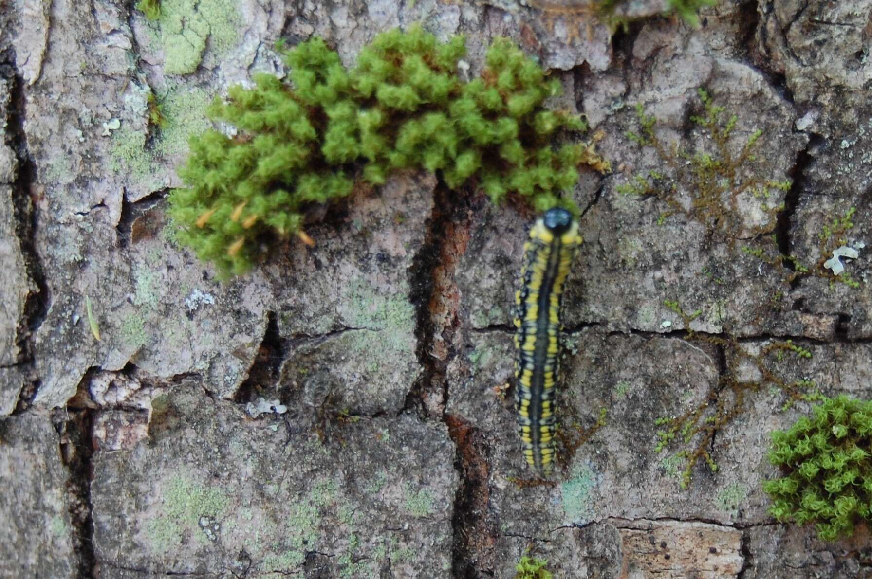 Image of Introduced Pine Sawfly