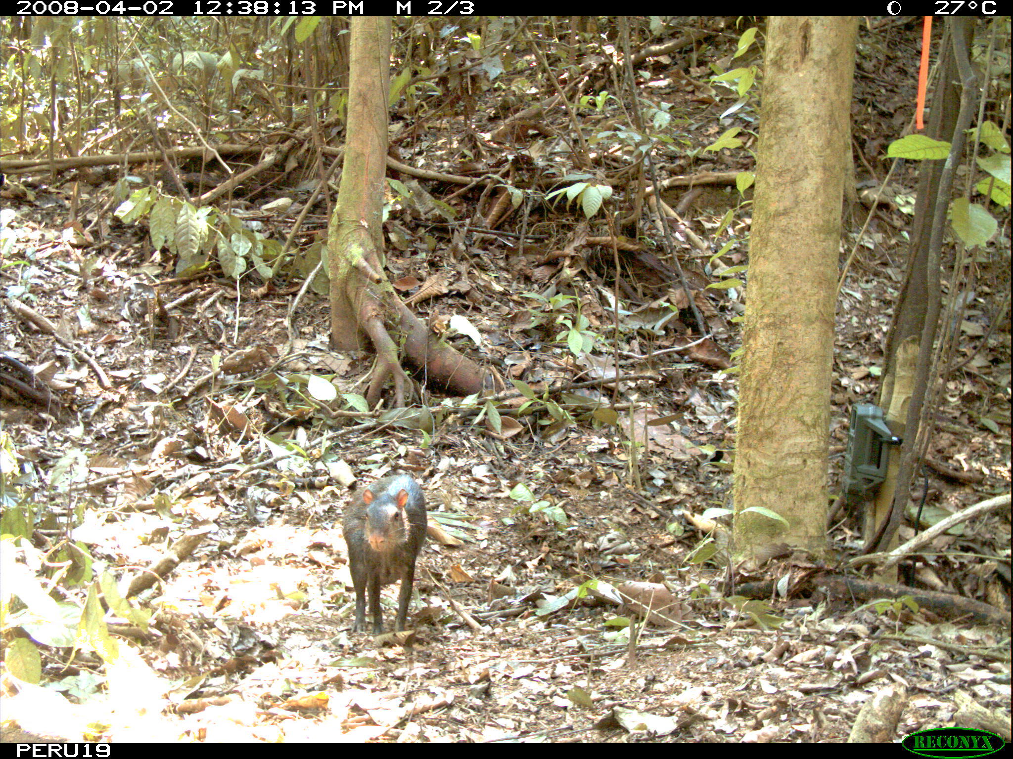 Image de Agouti cendré