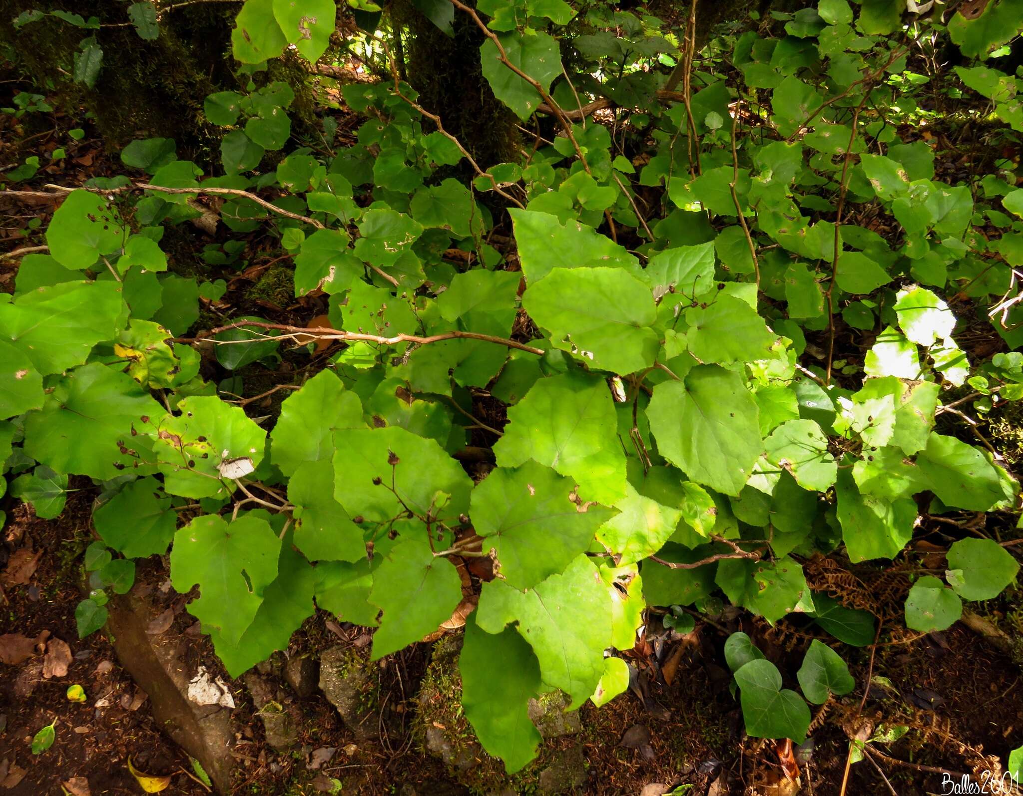 Imagem de Pericallis appendiculata (L. fil.) B. Nord.